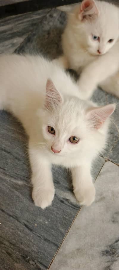 Persian cat. yellow eyes. Double coat soft wole