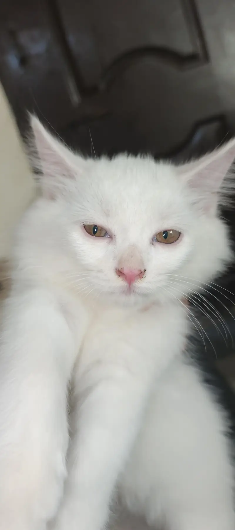 Persian cat. yellow eyes. Double coat soft wole — photo 2