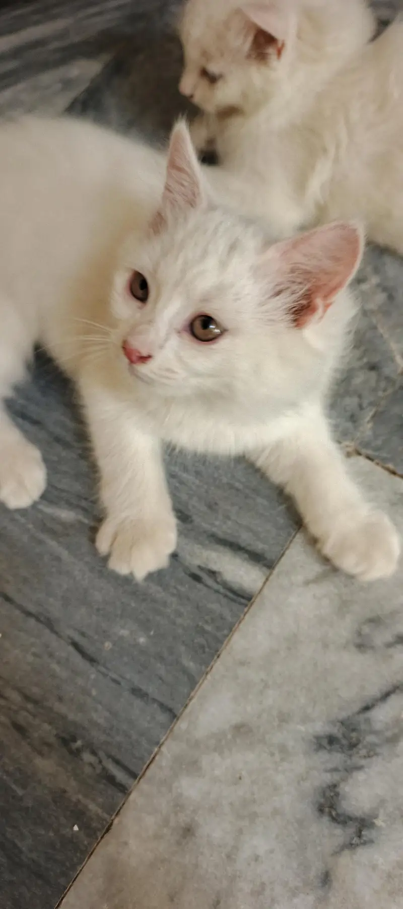 Persian cat. yellow eyes. Double coat soft wole — photo 3