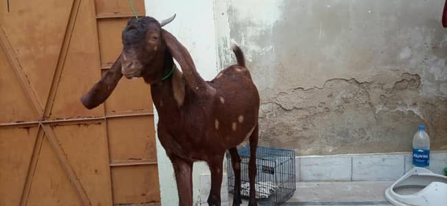 kamori cross 2 Dant Male Healthy and Active