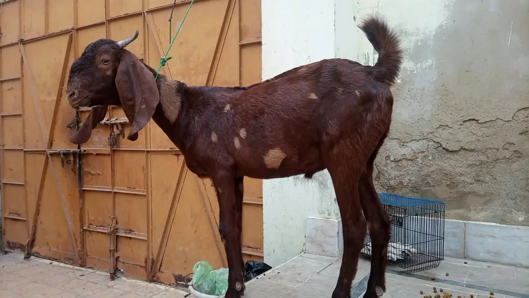 kamori cross 2 Dant Male Healthy and Active — photo 2
