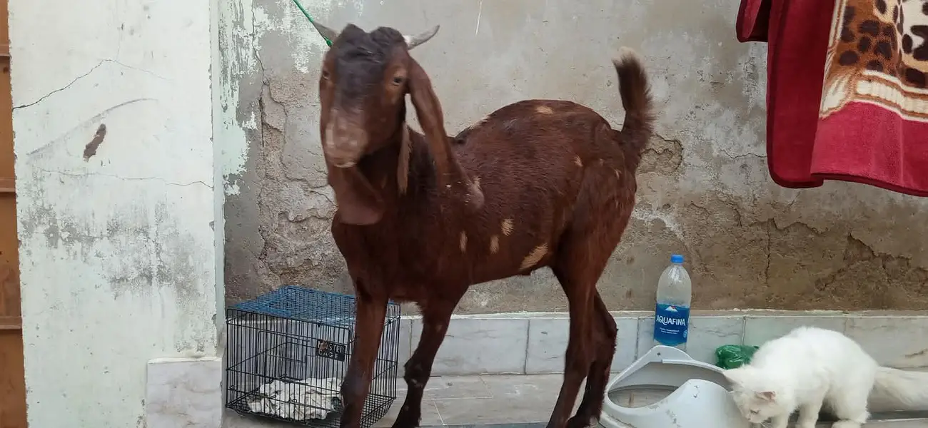 kamori cross 2 Dant Male Healthy and Active — photo 4
