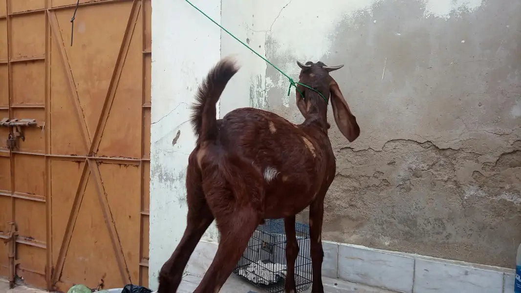 kamori cross 2 Dant Male Healthy and Active — photo 5