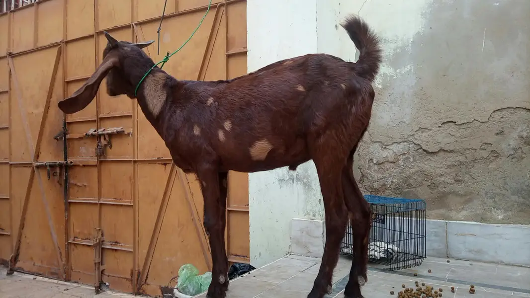 kamori cross 2 Dant Male Healthy and Active — photo 7