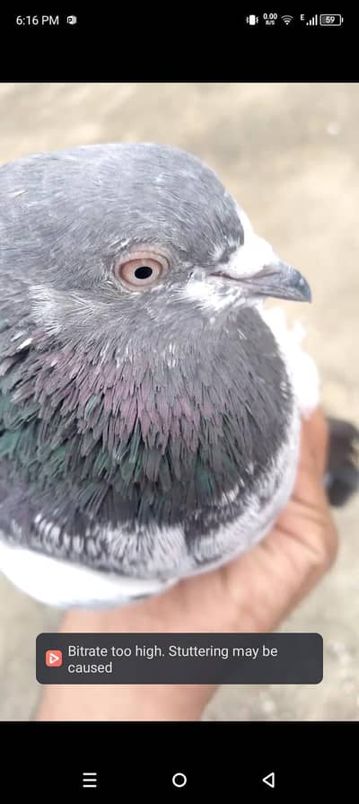 pigeon