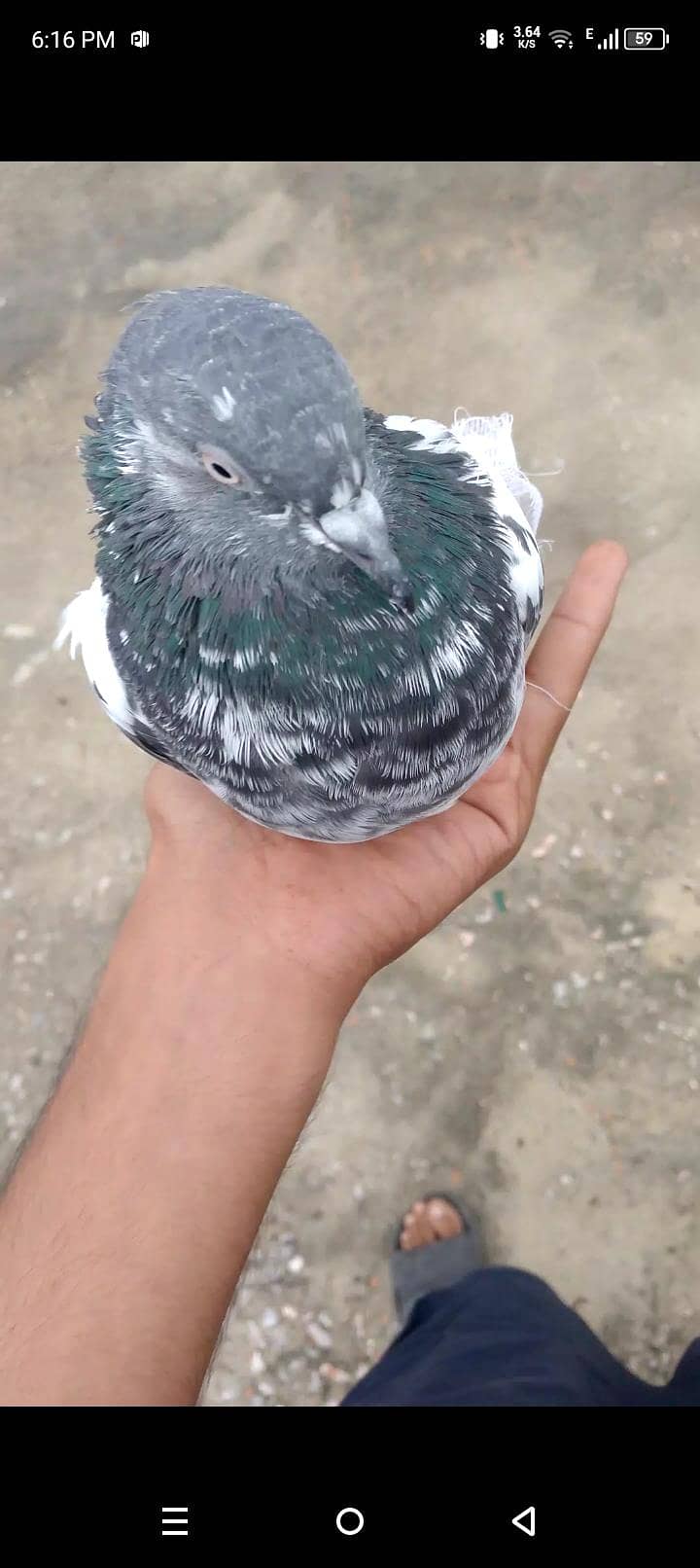 pigeon 1