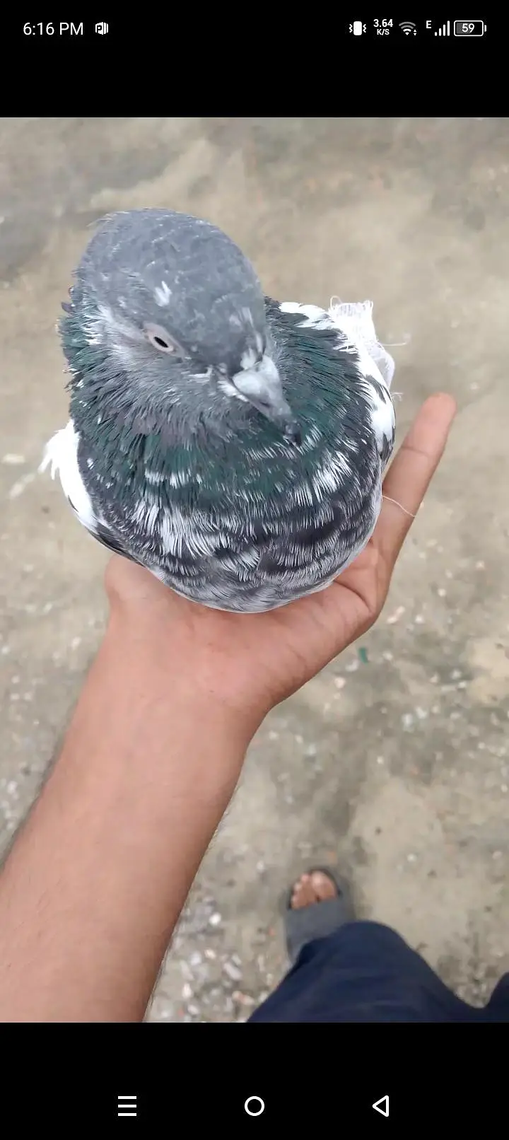 pigeon — photo 2