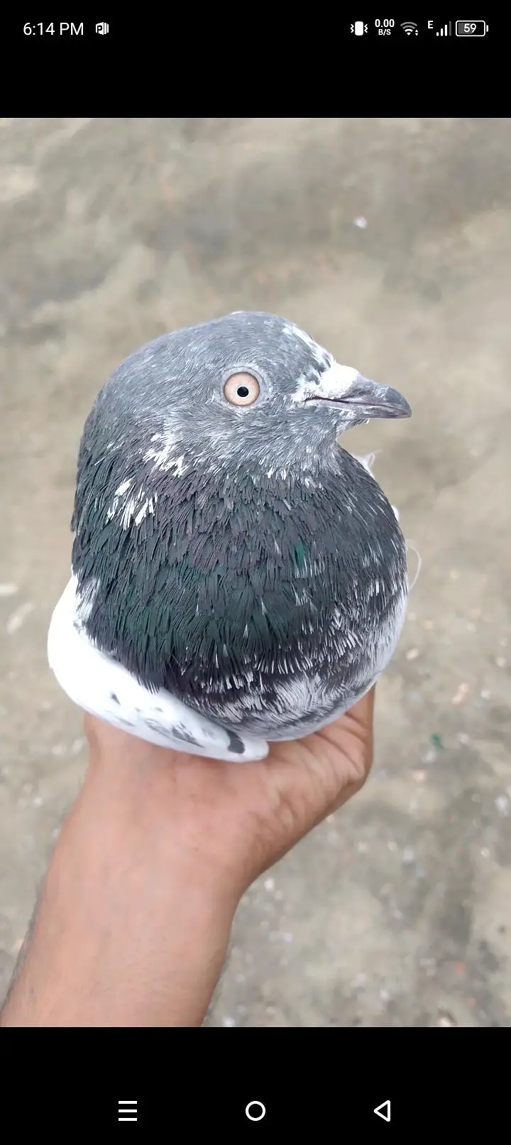 pigeon — photo 3