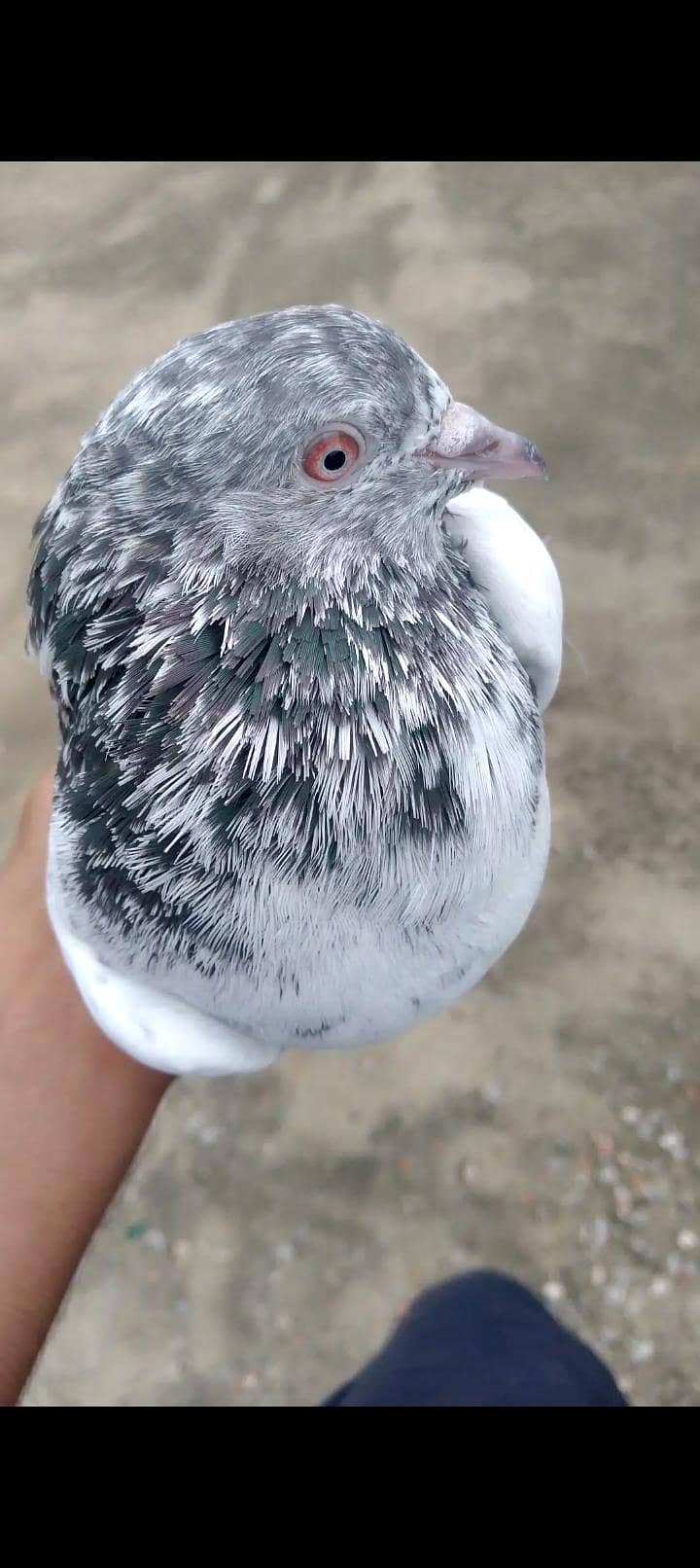 pigeon 3