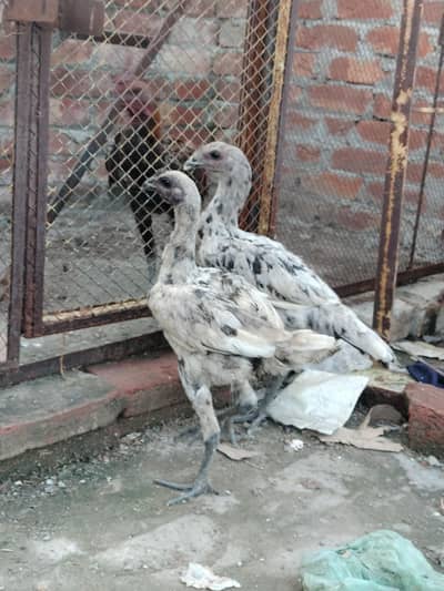 aseel dragon patha pathi