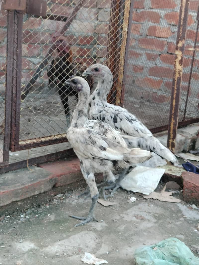aseel dragon patha pathi 0