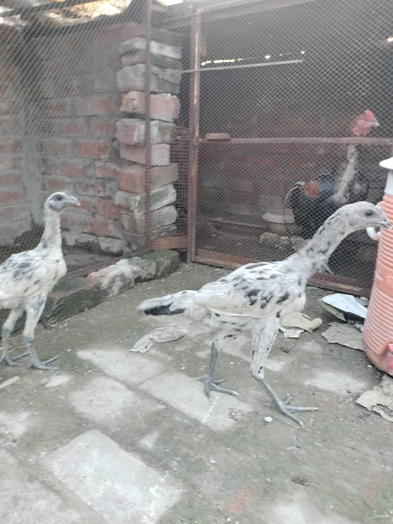 aseel dragon patha pathi 1