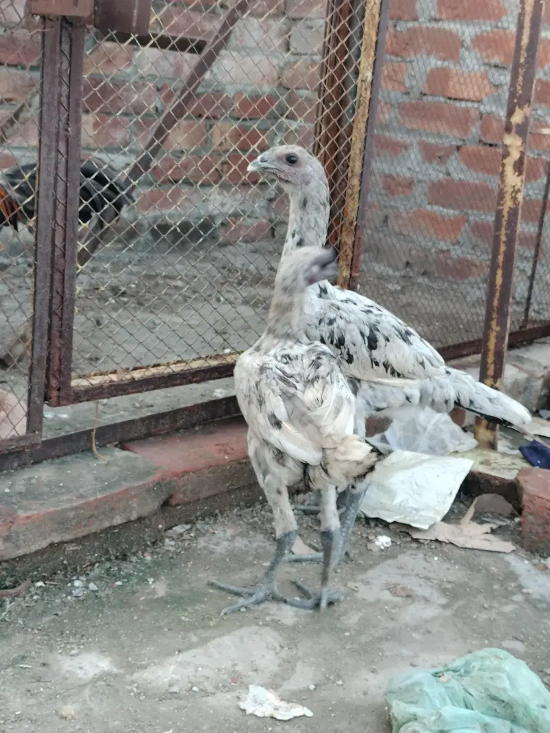 aseel dragon patha pathi — photo 3