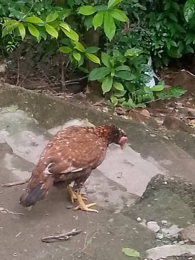 Aseel murgi for sale