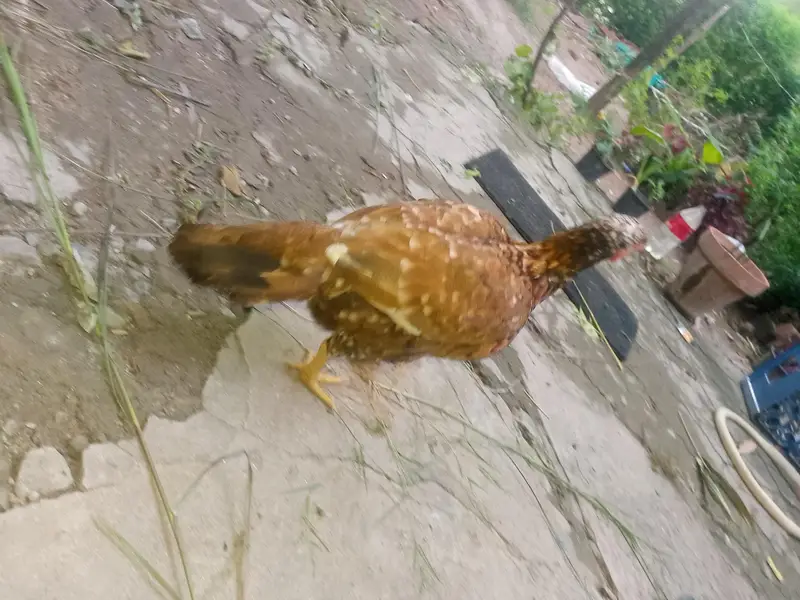 Aseel murgi for sale — photo 2