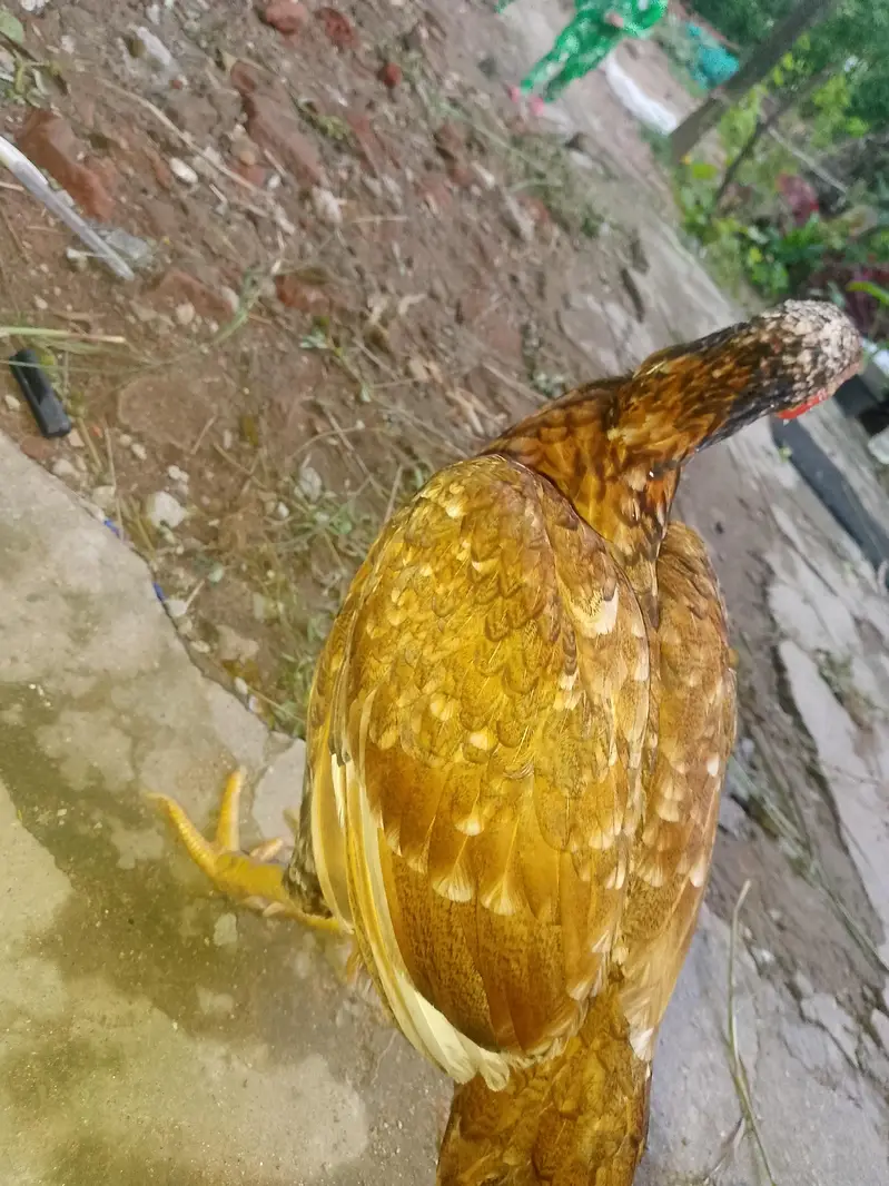 Aseel murgi for sale — photo 4