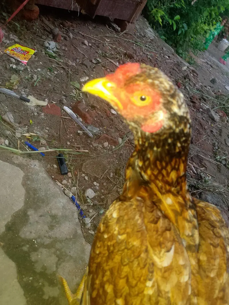 Aseel murgi for sale — photo 5