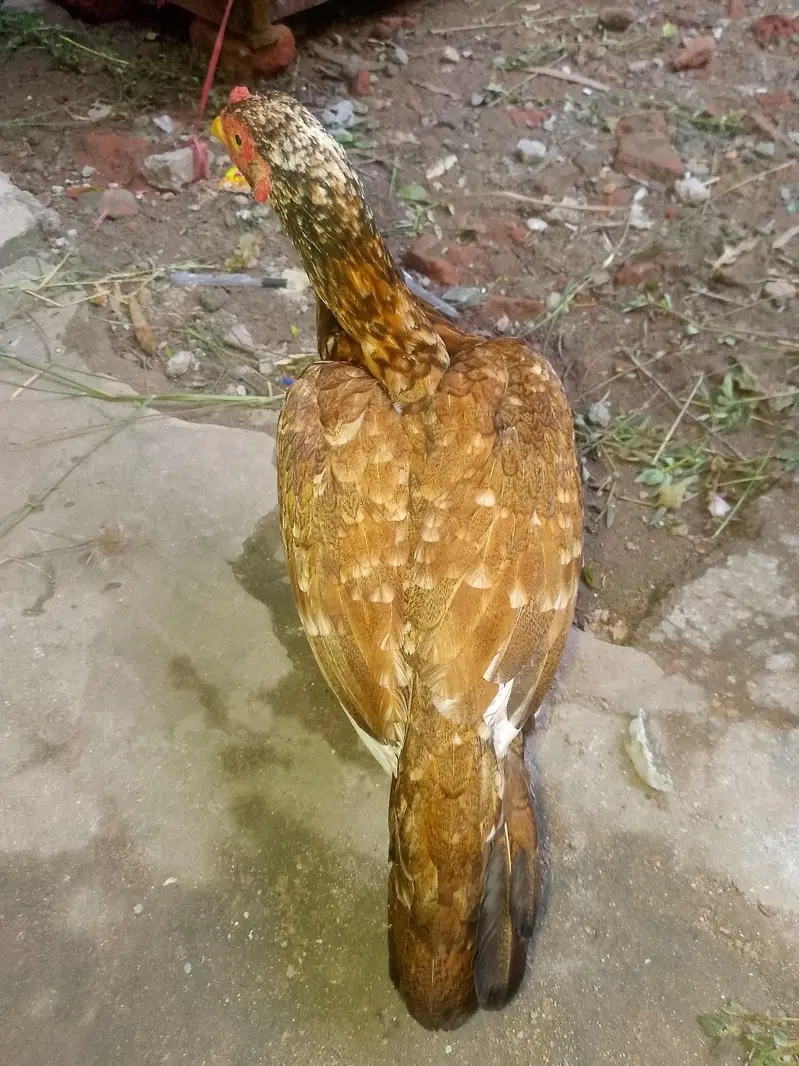 Aseel murgi for sale — photo 6