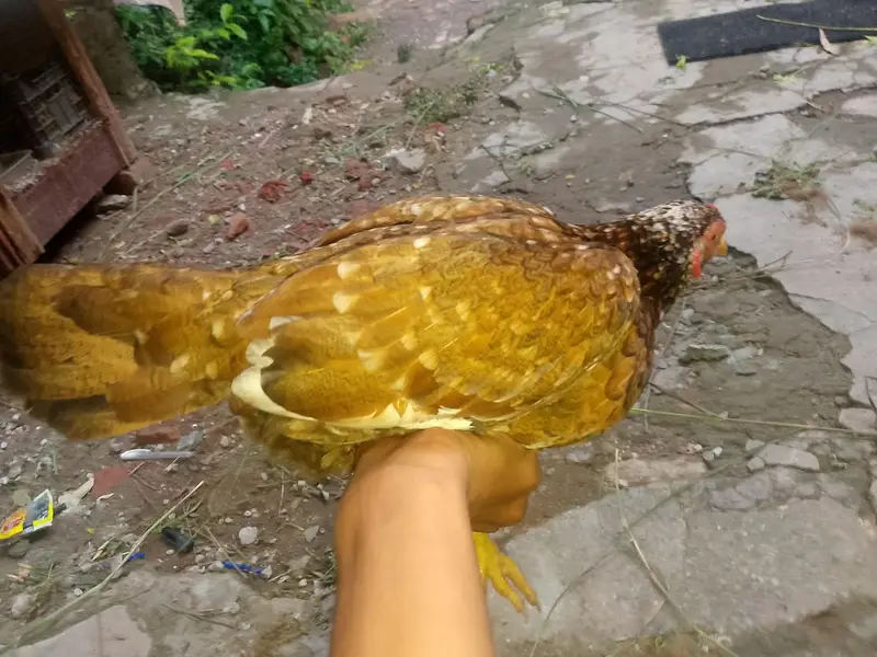 Aseel murgi for sale — photo 7