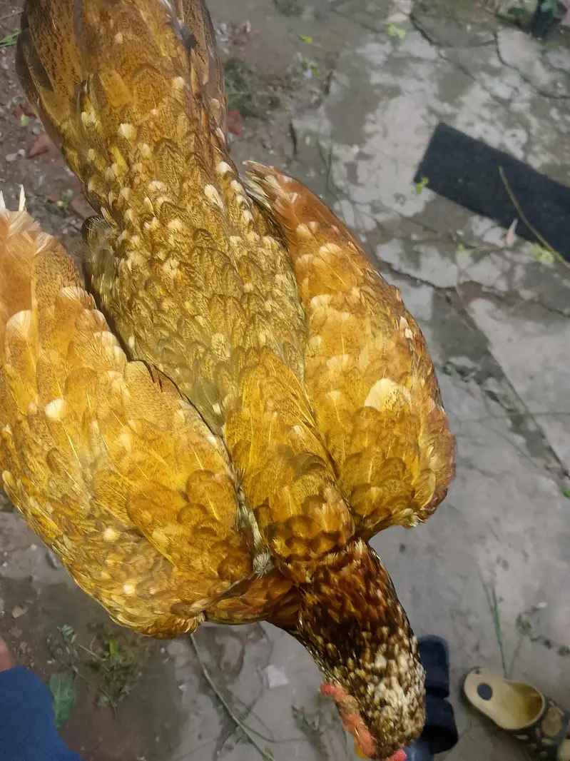 Aseel murgi for sale — photo 8