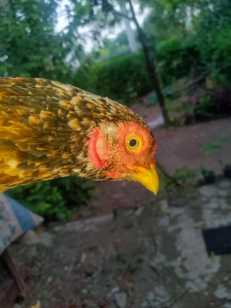 Aseel murgi for sale — photo 9
