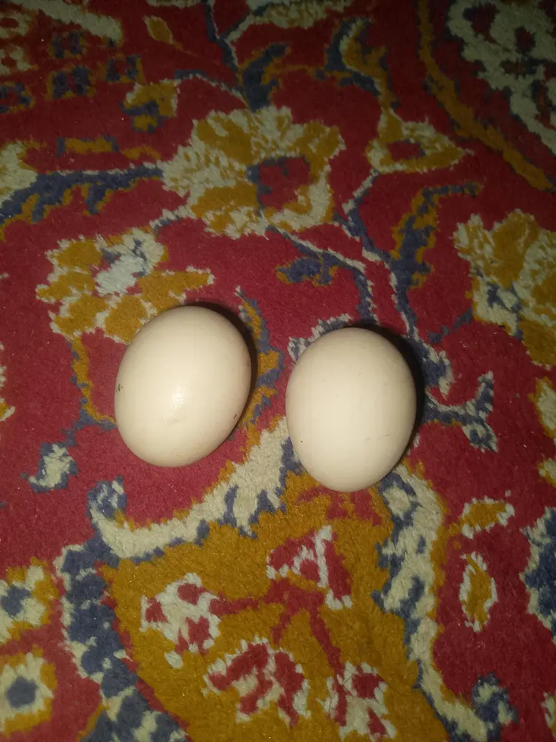 Aseel murgi for sale — photo 10
