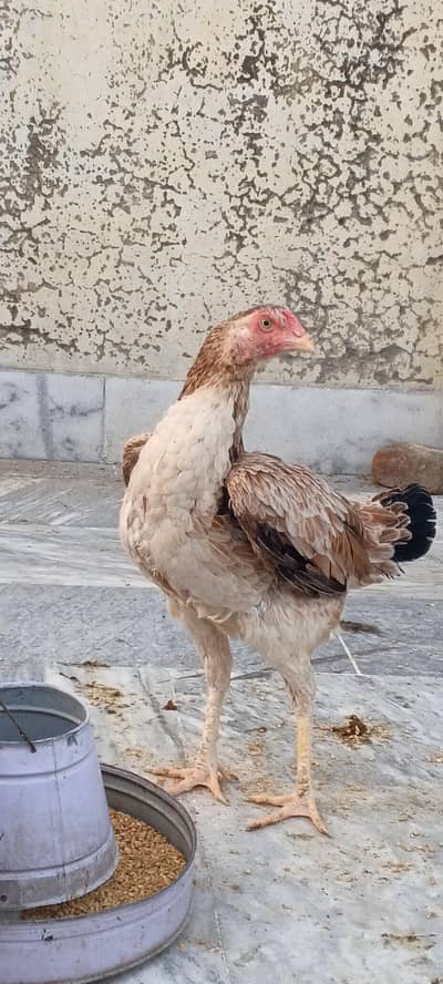 pure aseel female for urgent sale