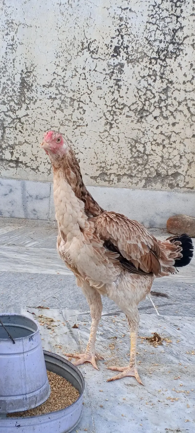 pure aseel female for urgent sale — photo 2