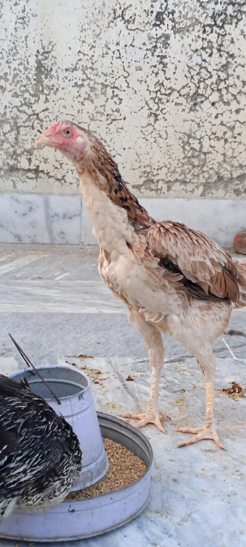pure aseel female for urgent sale — photo 3