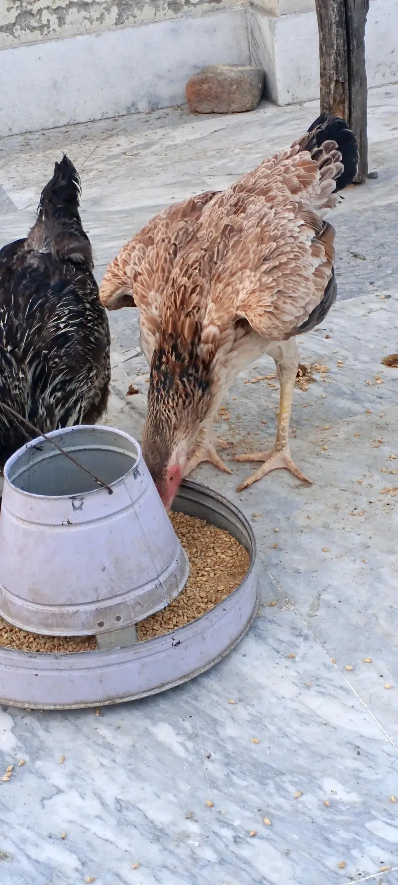 pure aseel female for urgent sale — photo 4