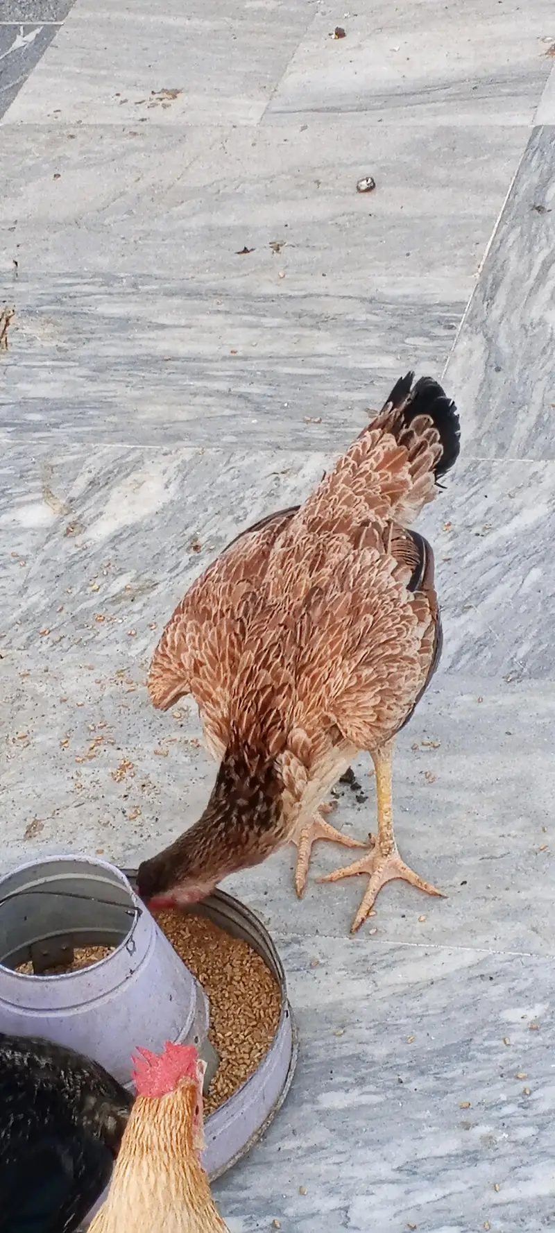 pure aseel female for urgent sale — photo 5