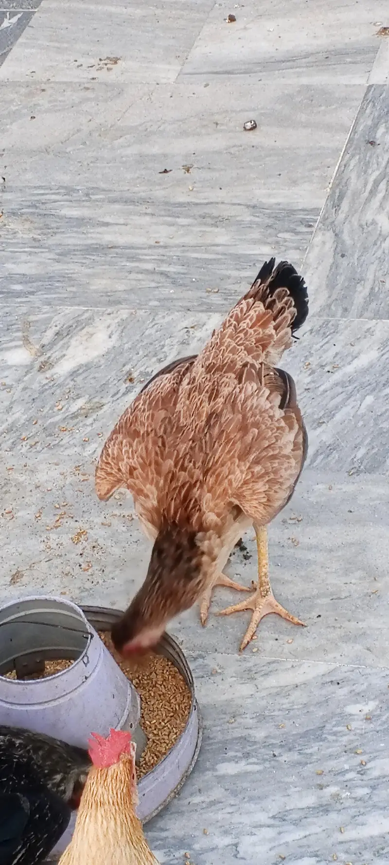 pure aseel female for urgent sale — photo 6