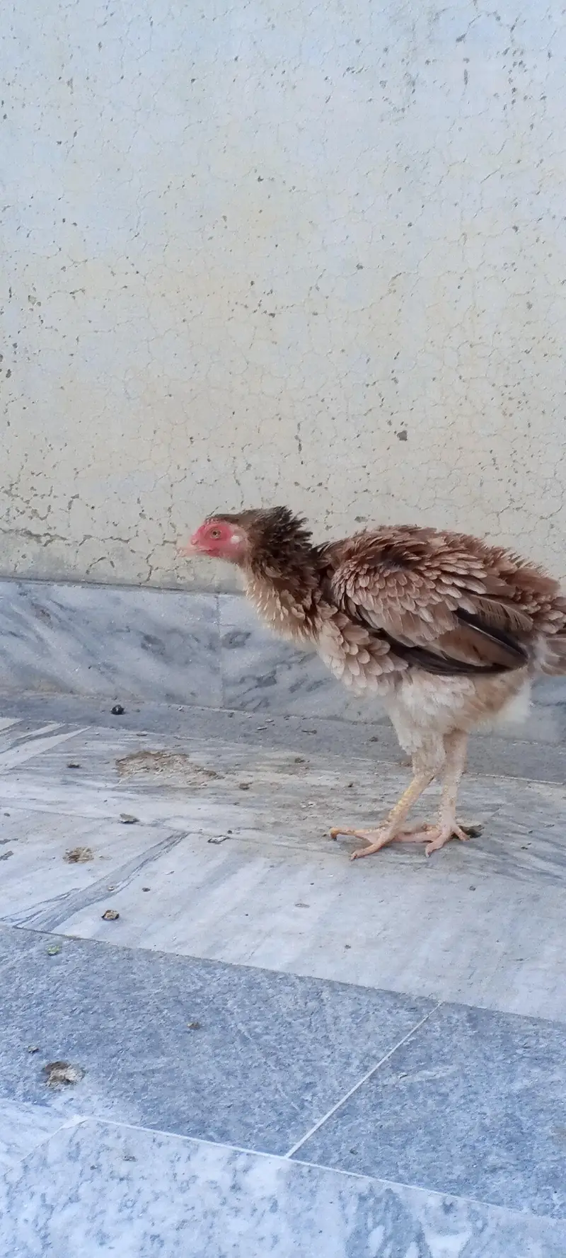 pure aseel female for urgent sale — photo 7