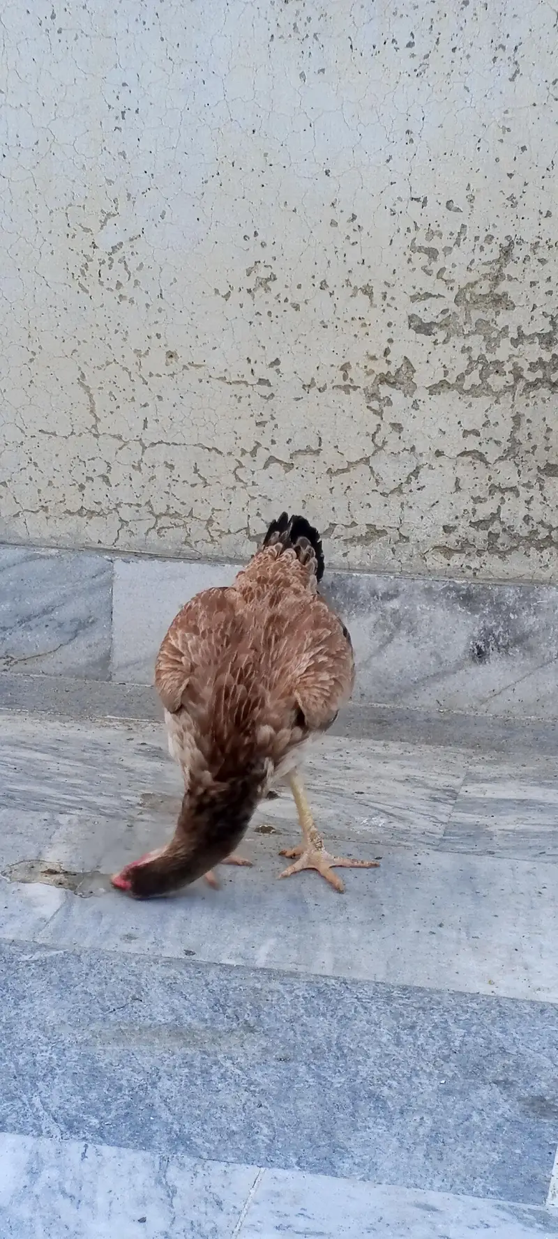 pure aseel female for urgent sale — photo 8