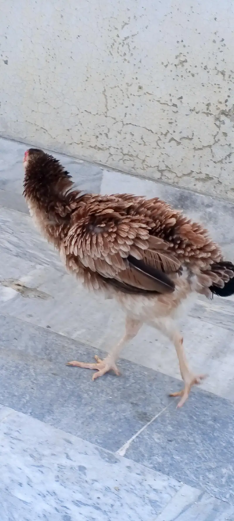 pure aseel female for urgent sale — photo 9