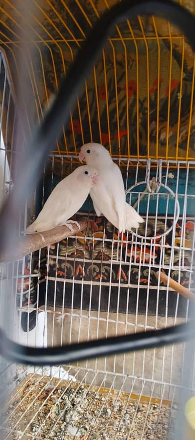 love birds