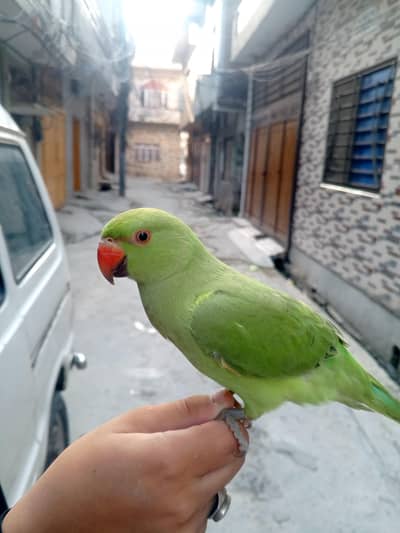 Beautiful Indian Ringneck Parrot – 10 Months Old | Healthy & Active