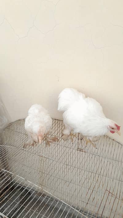 white bantam pair ready to breed available