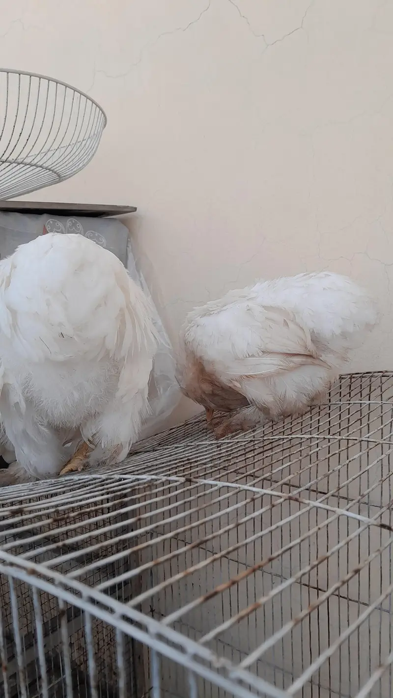white bantam pair ready to breed available — photo 3