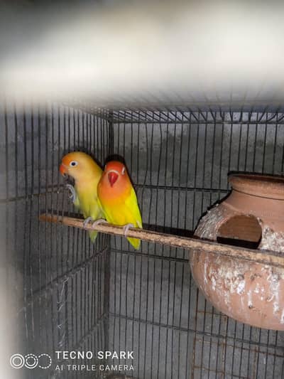 finch pair + hogomoros mal hy rembo female+
