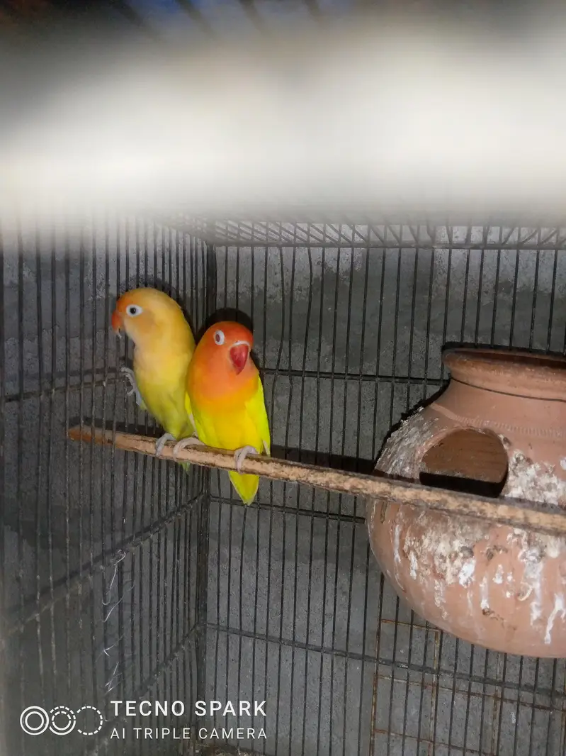 finch pair + hogomoros mal hy rembo female+ — photo 2
