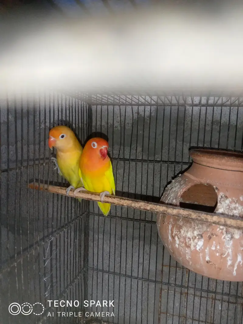 finch pair + hogomoros mal hy rembo female+ — photo 3