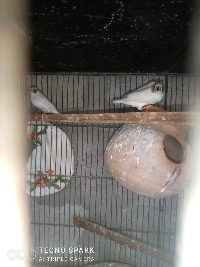 finch pair + hogomoros mal hy rembo female+ — photo 4