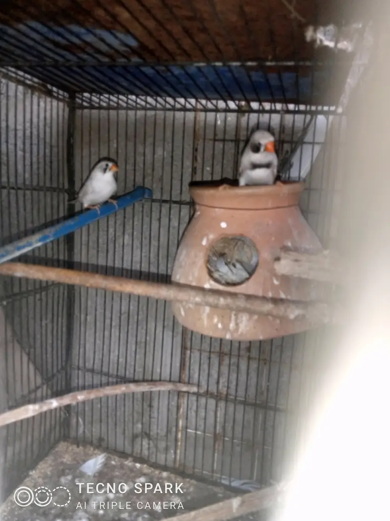 finch pair + hogomoros mal hy rembo female+ — photo 5