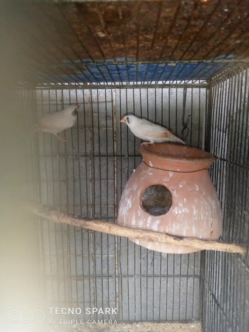 finch pair + hogomoros mal hy rembo female+ — photo 6
