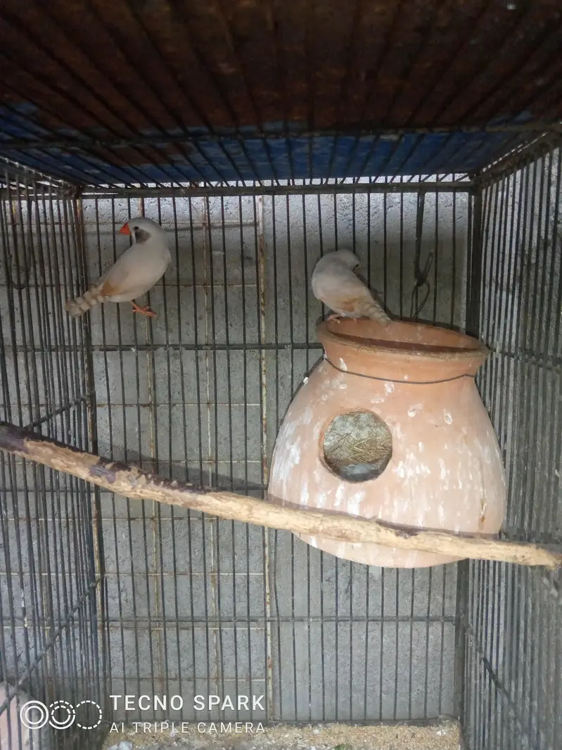 finch pair + hogomoros mal hy rembo female+ — photo 7