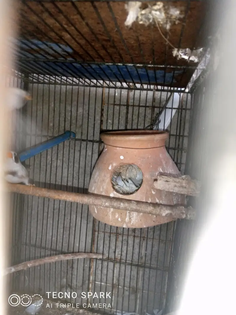 finch pair + hogomoros mal hy rembo female+ — photo 8