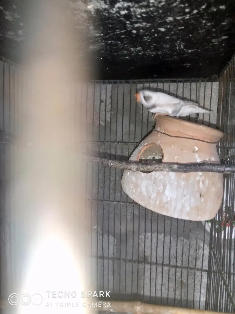 finch pair + hogomoros mal hy rembo female+ — photo 9