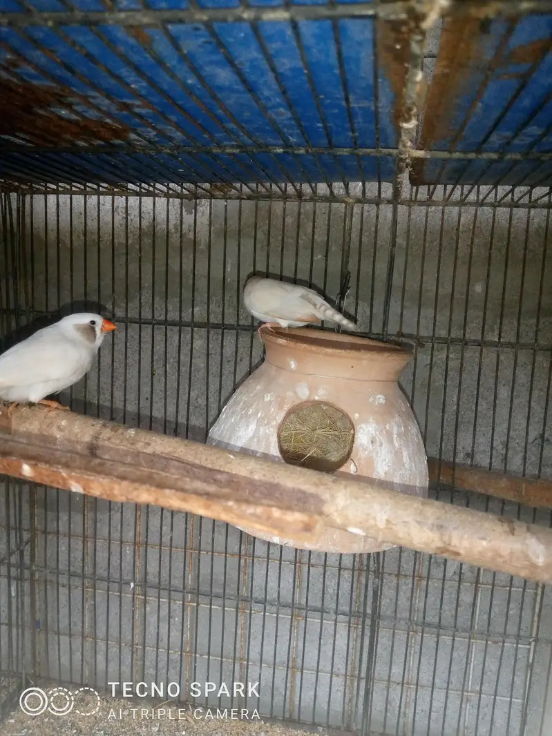 finch pair + hogomoros mal hy rembo female+ — photo 10