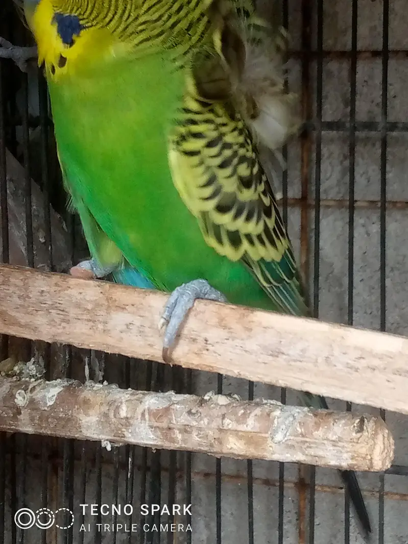 finch pair + hogomoros mal hy rembo female+ — photo 11